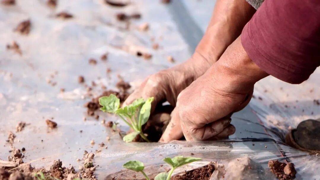 坐等夏天吃瓜！