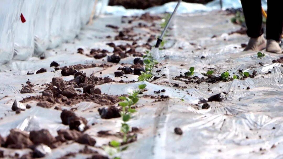 坐等夏天吃瓜！