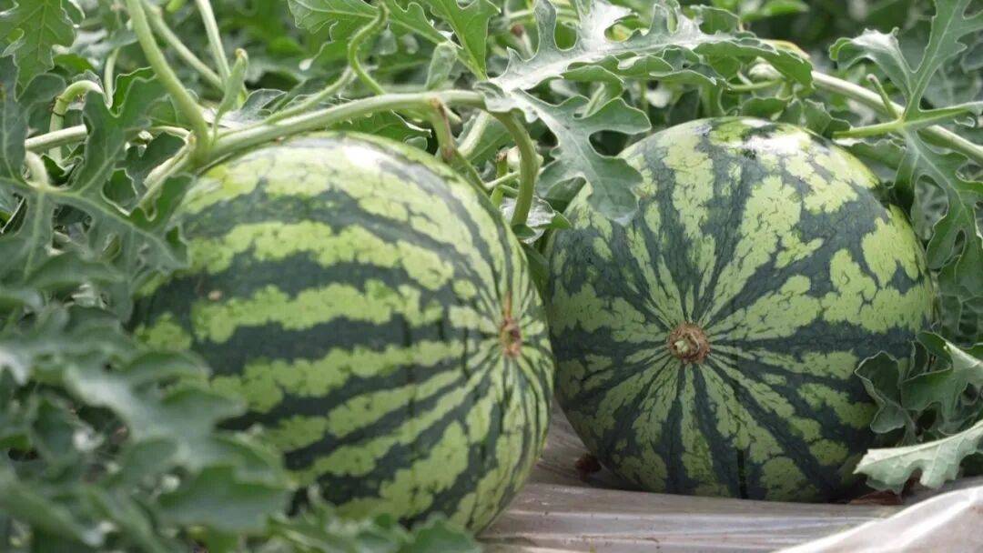 坐等夏天吃瓜！